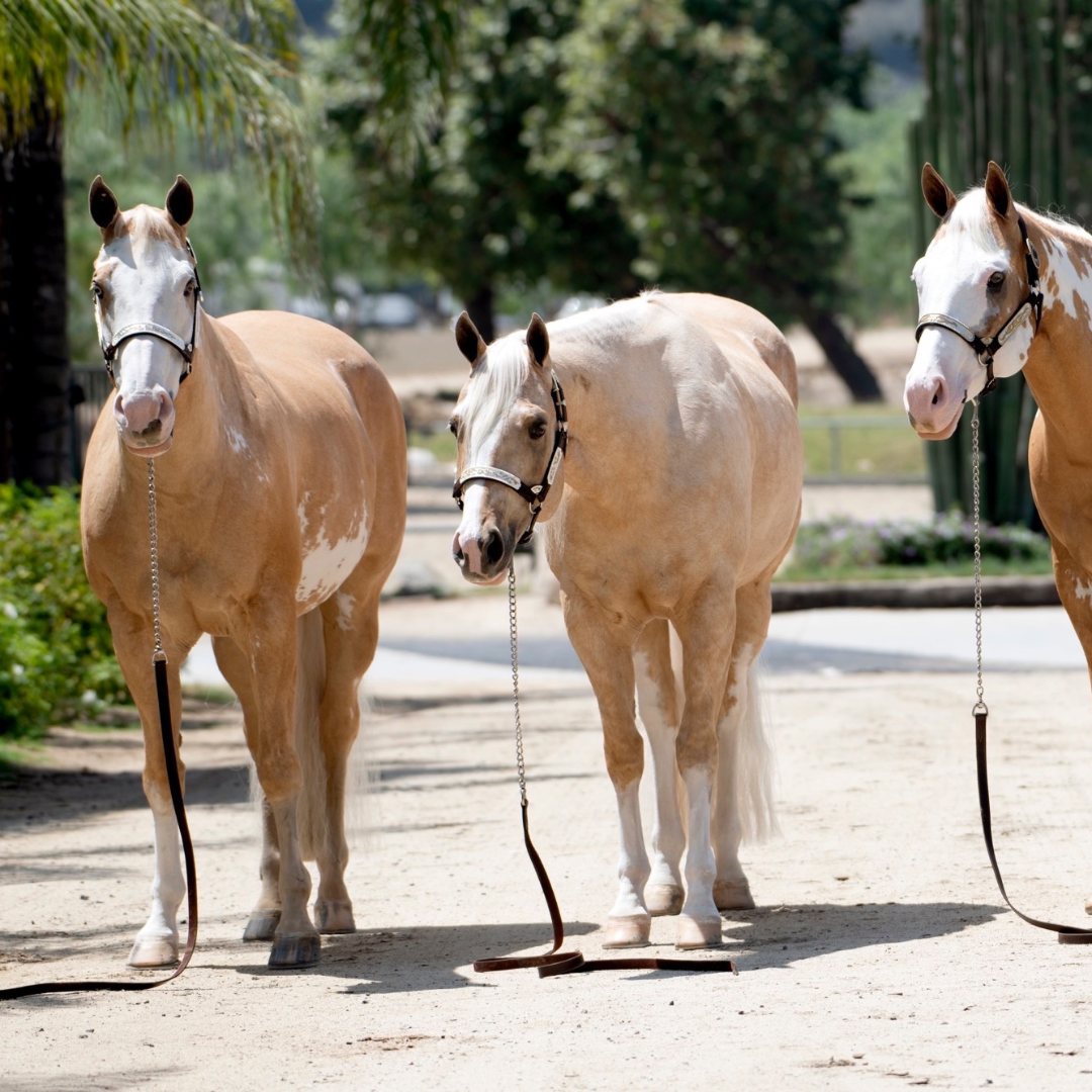 Halters
