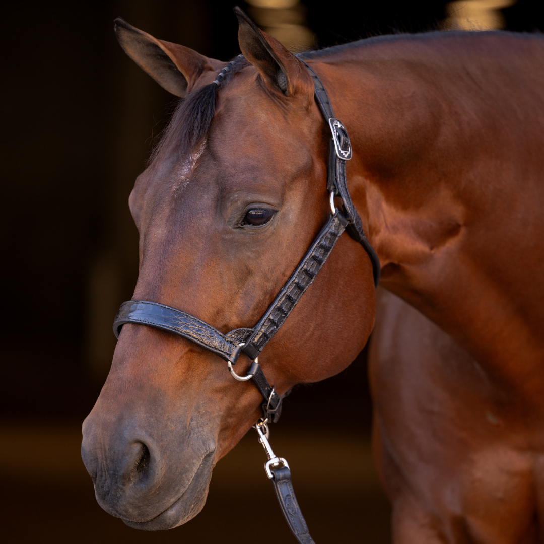 Speciality Halters