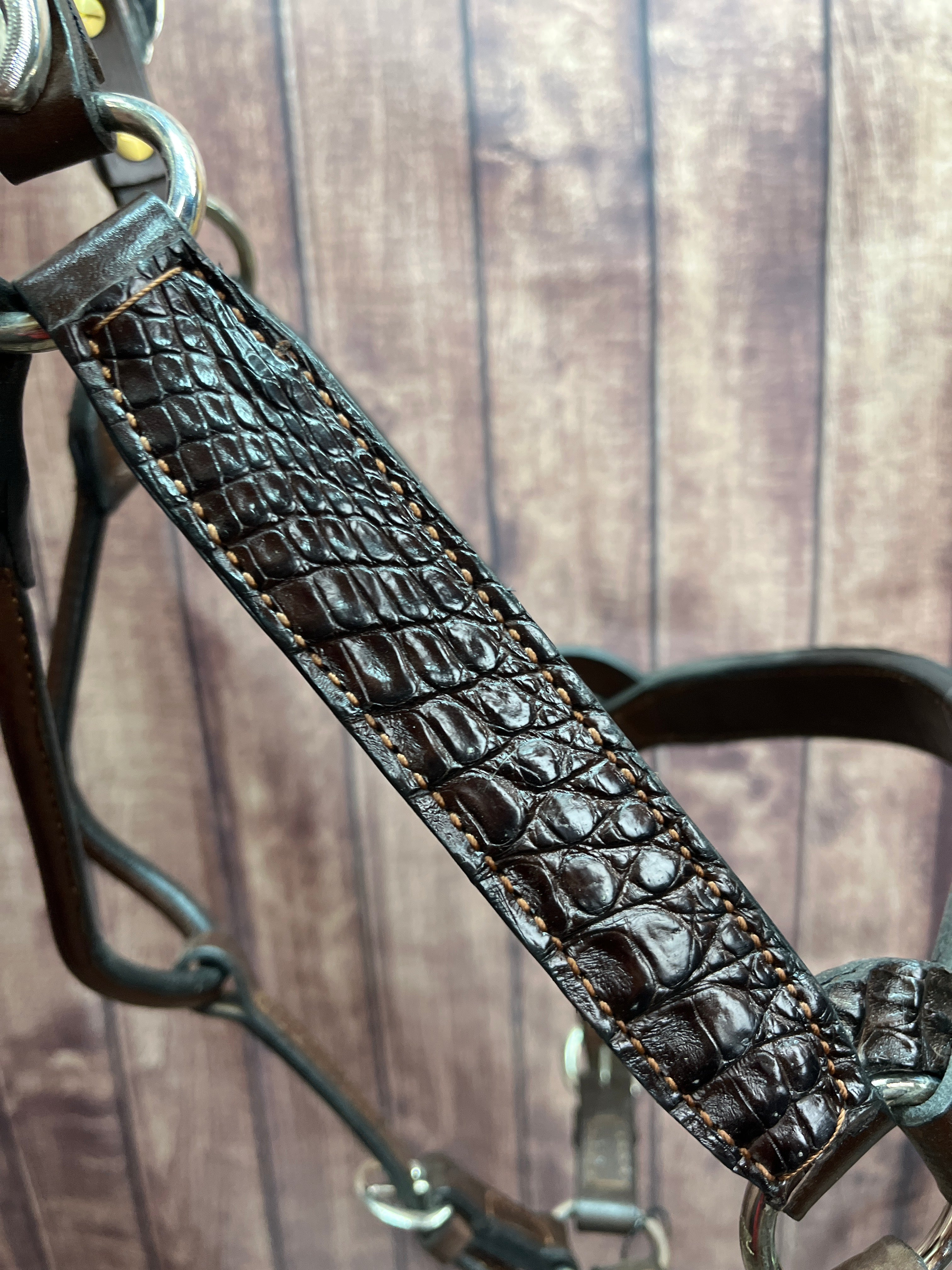 Caiman Halter #34 2Yr/Mare