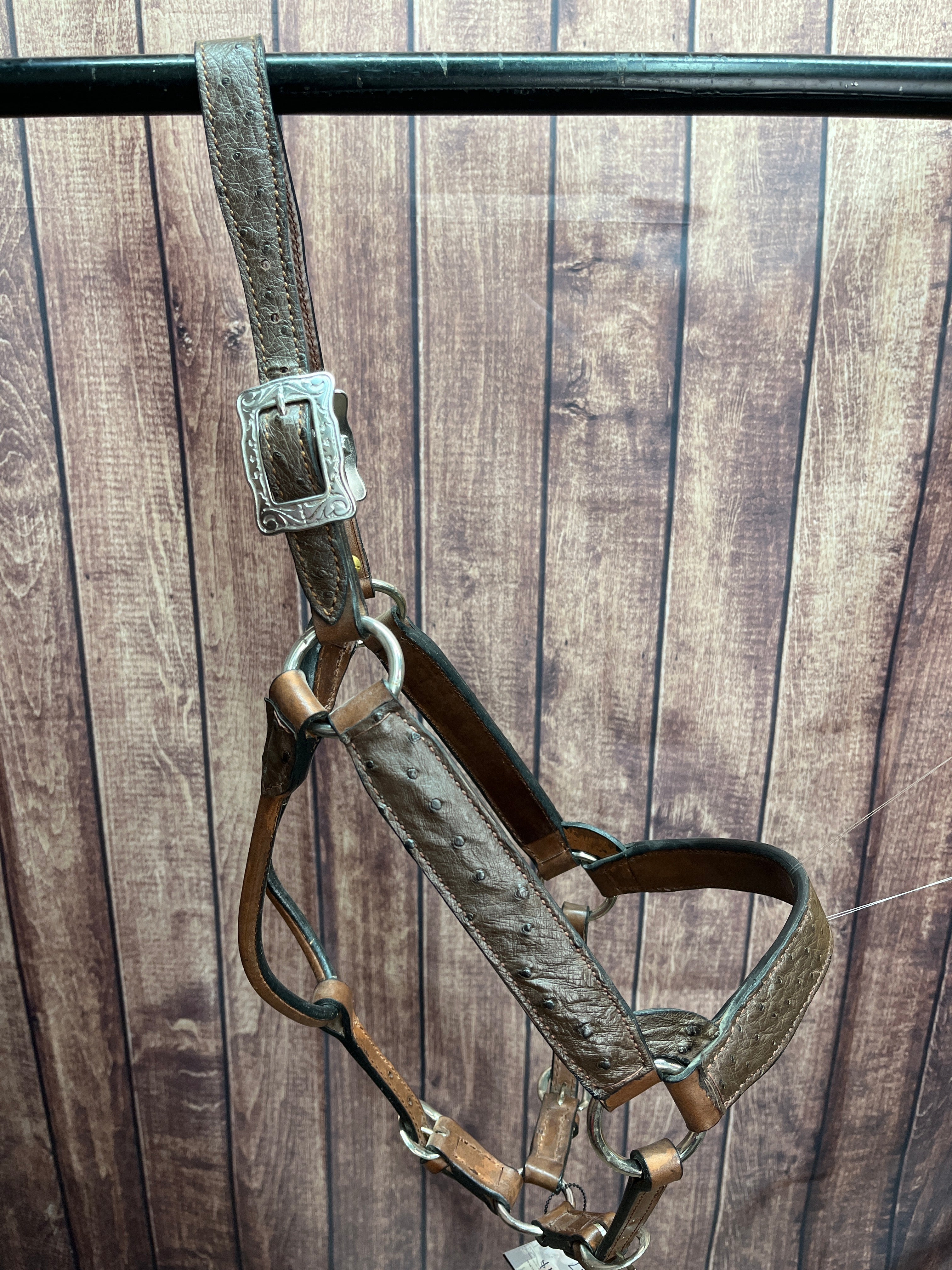 Ostrich Halter #37 2Yr/Mare