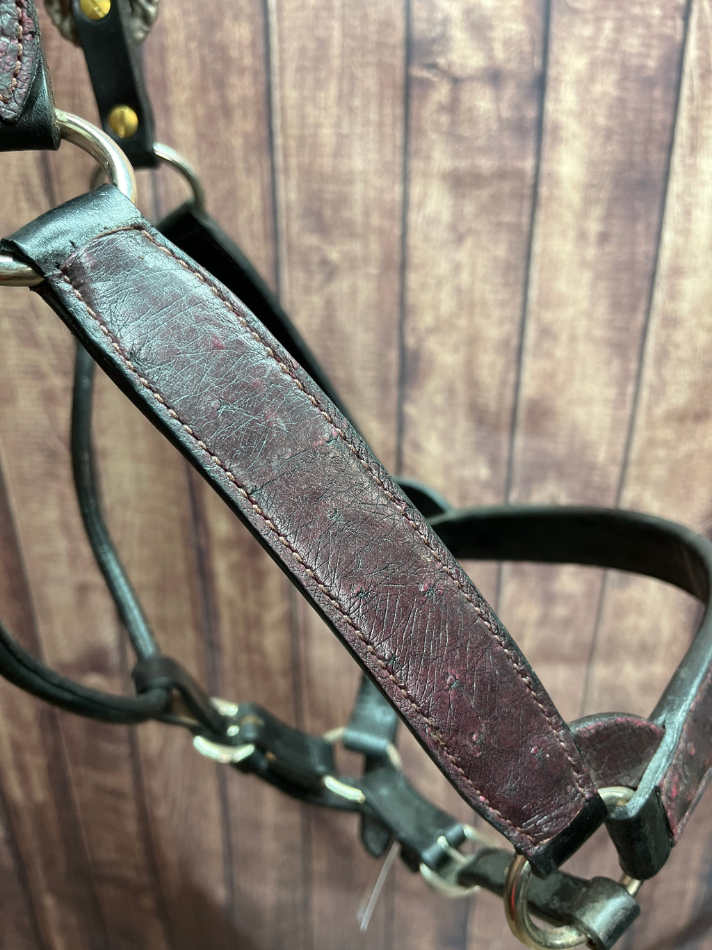 Ostrich Halter #35 2Yr/Mare