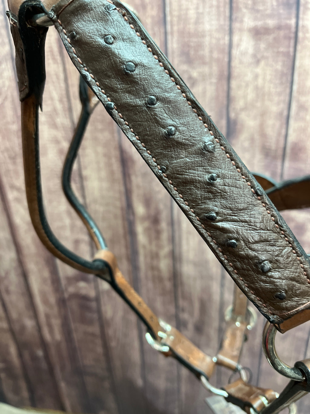 Ostrich Halter #37 2Yr/Mare