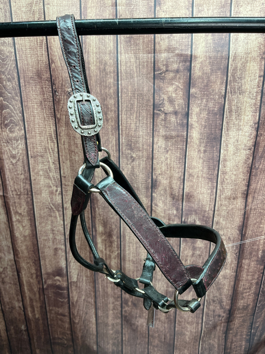 Ostrich Halter #35 2Yr/Mare