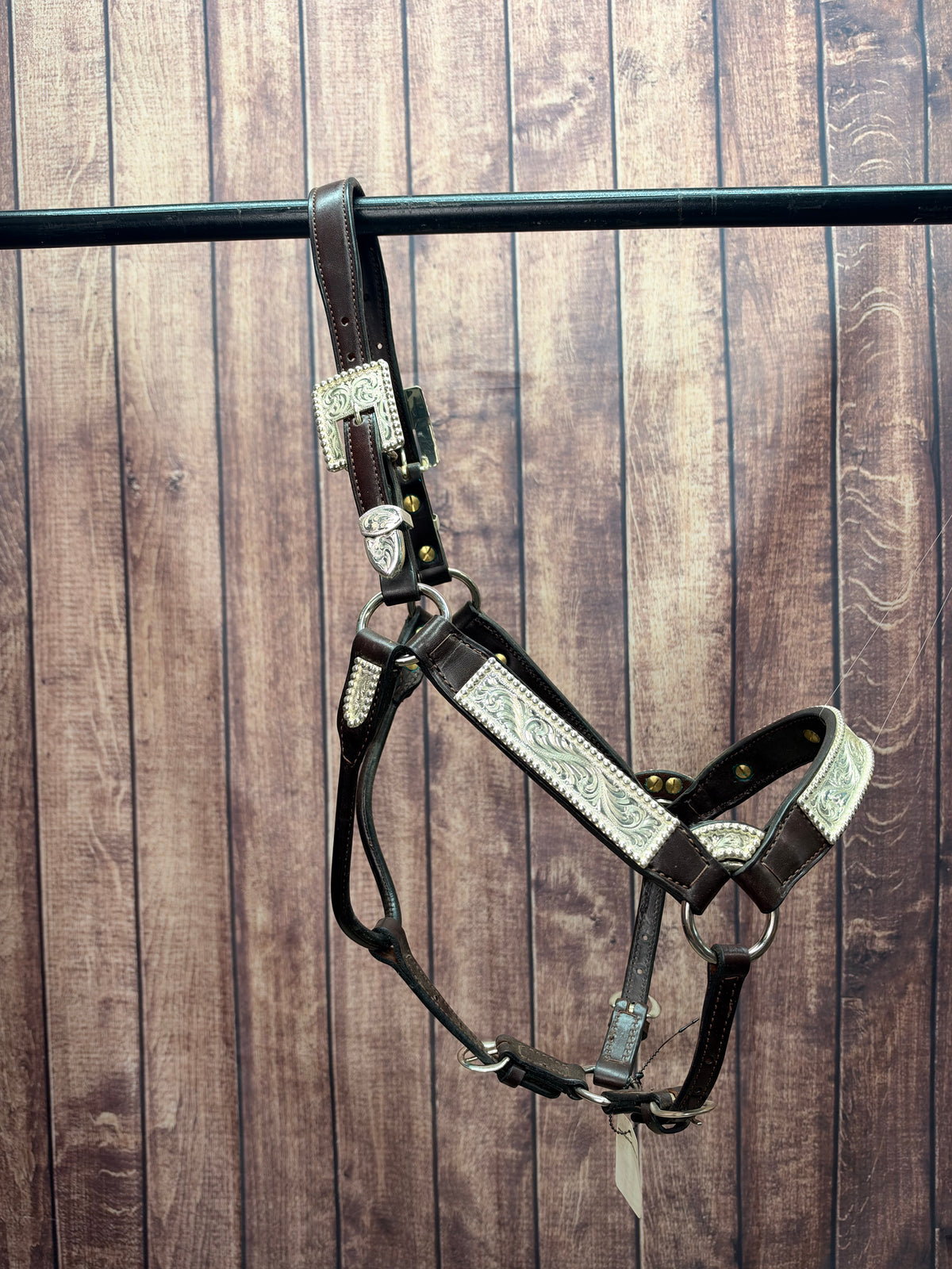 Santana 2yr/Mare Halter #106